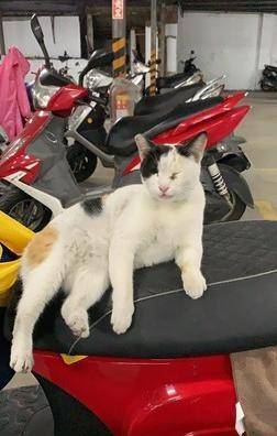 猫咪|流浪猫霸占坐骑，被疯狂调戏还不走，车主：能把猫咪带回家吗