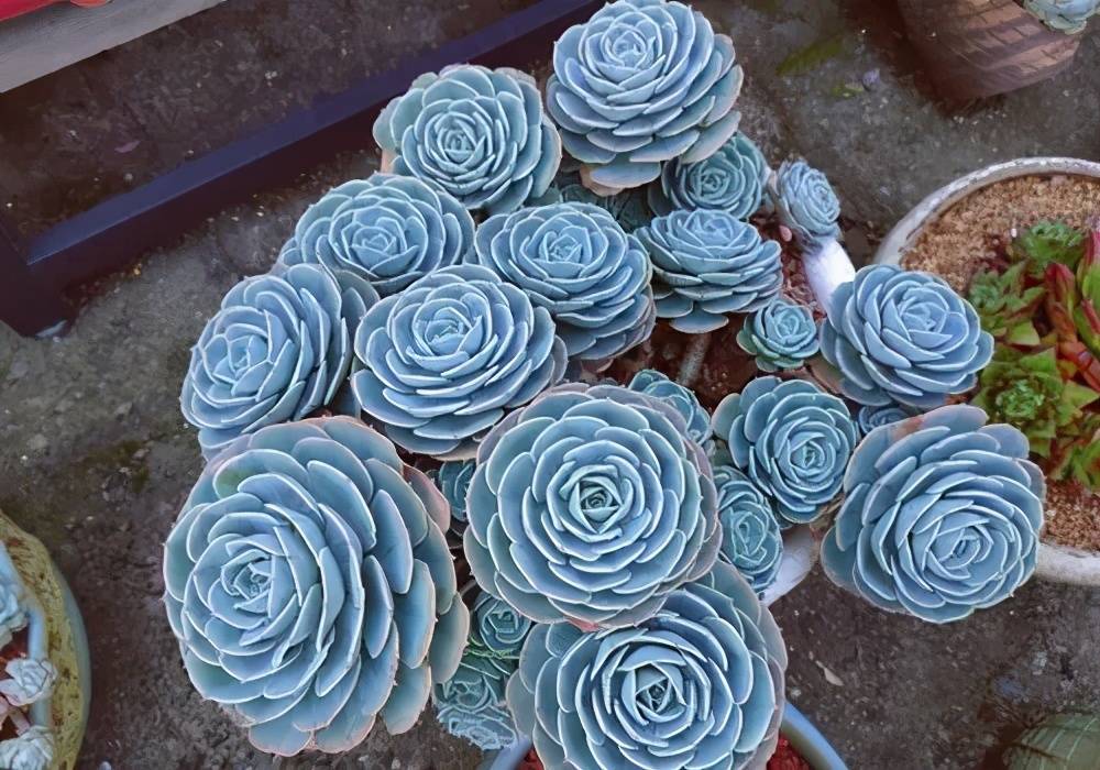 4种漂亮多肉 夏天浇水懒一些 叶片紧凑像玫瑰 轻松度夏好养护 叶子