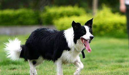 奖励|如何让边牧变得聪明又听话