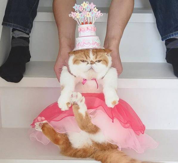 因为|日本两只加菲猫每天愁云满面，只因为主人胆大包天做出这种事