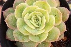 盆栽花树品种 11704953747245d18f92ca8b009aec96.jpeg