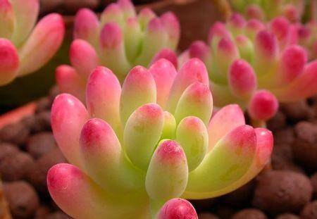 多肉怎么养护和浇水 1295b392b21e485dbedc26c2dd53acf4.jpeg