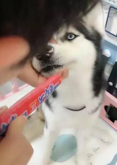 事情|一不注意就发现哈士奇偷吃火腿肠,被发现后二哈还想把整个都吞了