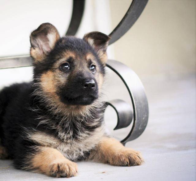 后天|一个游戏,轻松帮助德牧幼犬纠正咬人恶习,原来纠正也能这么快乐