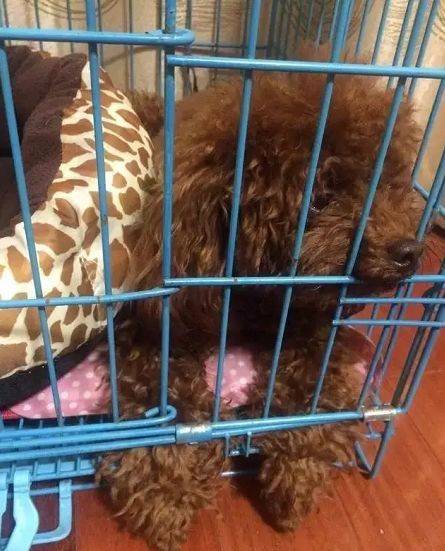 怎么教狗狗不乱撒尿 39ac3a69b127432f9b40e0611271f44b.jpeg