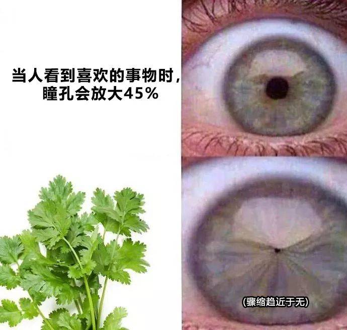 "香菜" 英语怎么说?