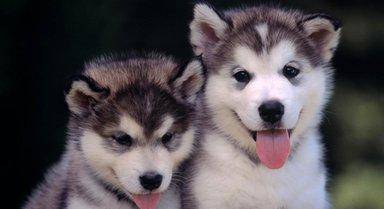 故作神秘|朋友收养了条稀有品种犬，网友看了一眼后，哭笑不得：哈士基？