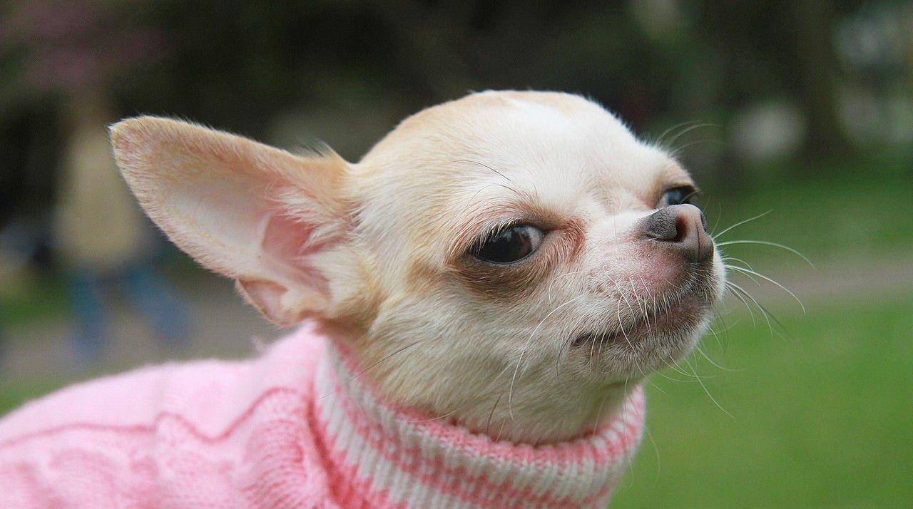 什么|养狗之后,你的生活发生了哪些改变,网友:我已脱胎换骨