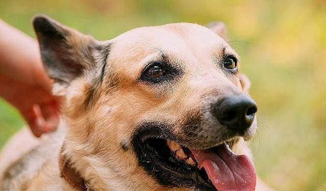 怎么才能让狗狗听从主人的命令 86bf7d4d4d8049bbb01f3c44c7effe14.jpeg