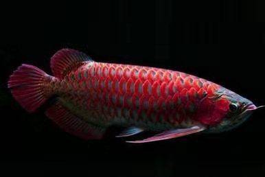 怎么养鱼长得好 9466d732dae6443ea4393074c616befd.jpeg