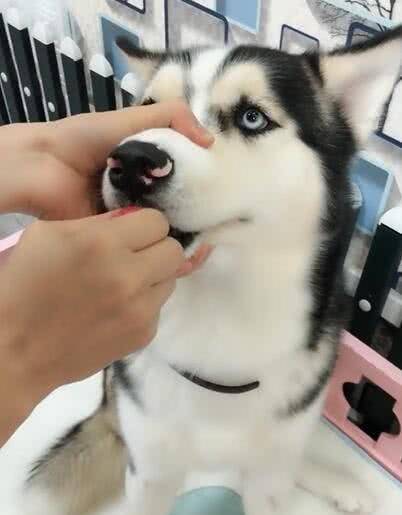 事情|一不注意就发现哈士奇偷吃火腿肠,被发现后二哈还想把整个都吞了