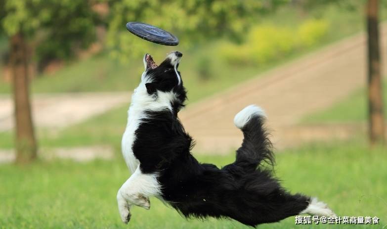 智商排名第一的狗_狗智商排名(3)