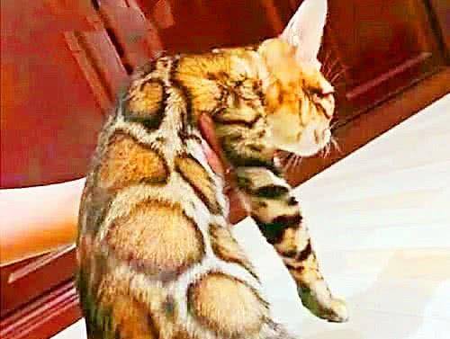 猫咪害怕主人的表现和症状 c221a820058347d386978ed3fa9ed567.jpeg