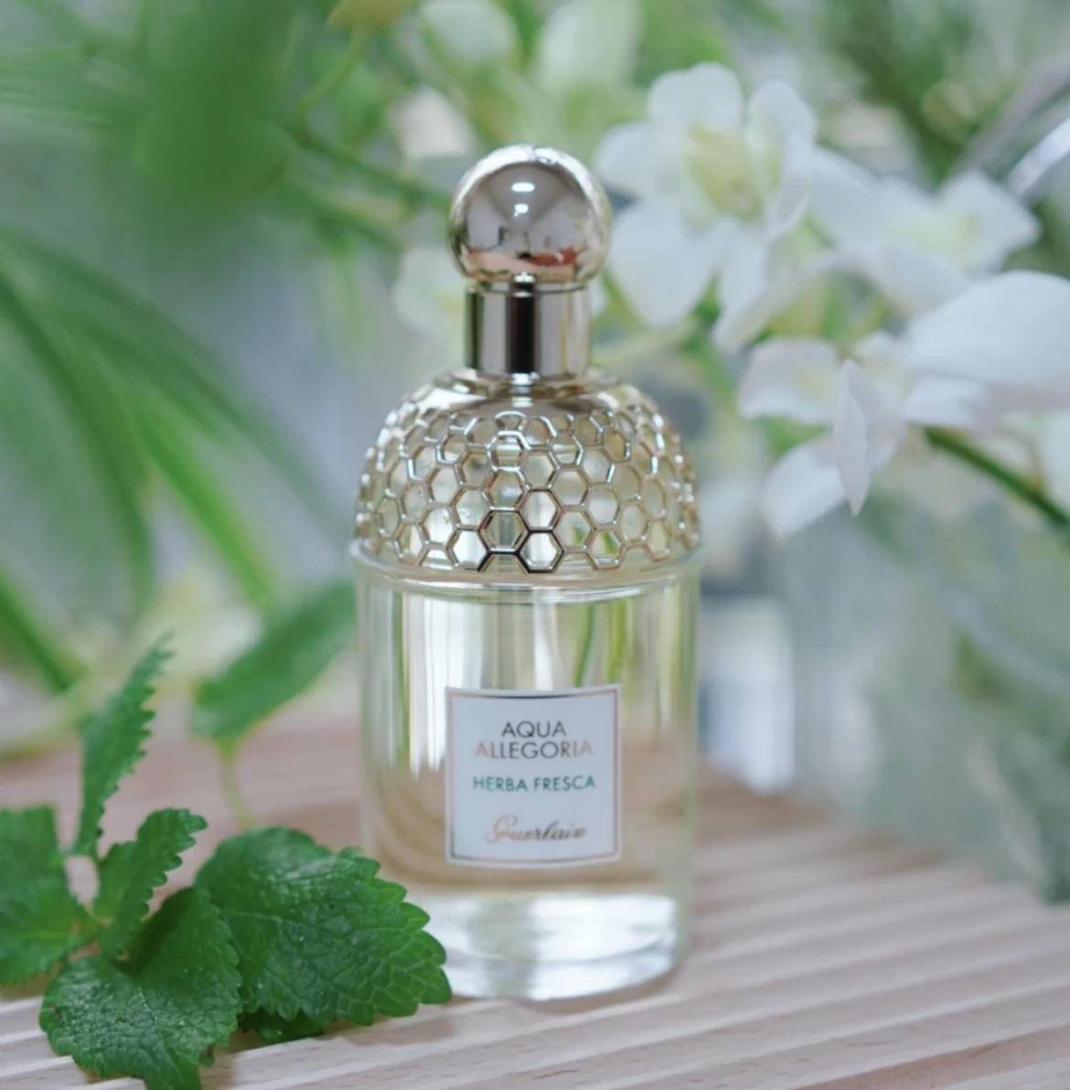 山茶花|温度-10度！超级清凉，简直就是炎热夏日必备！