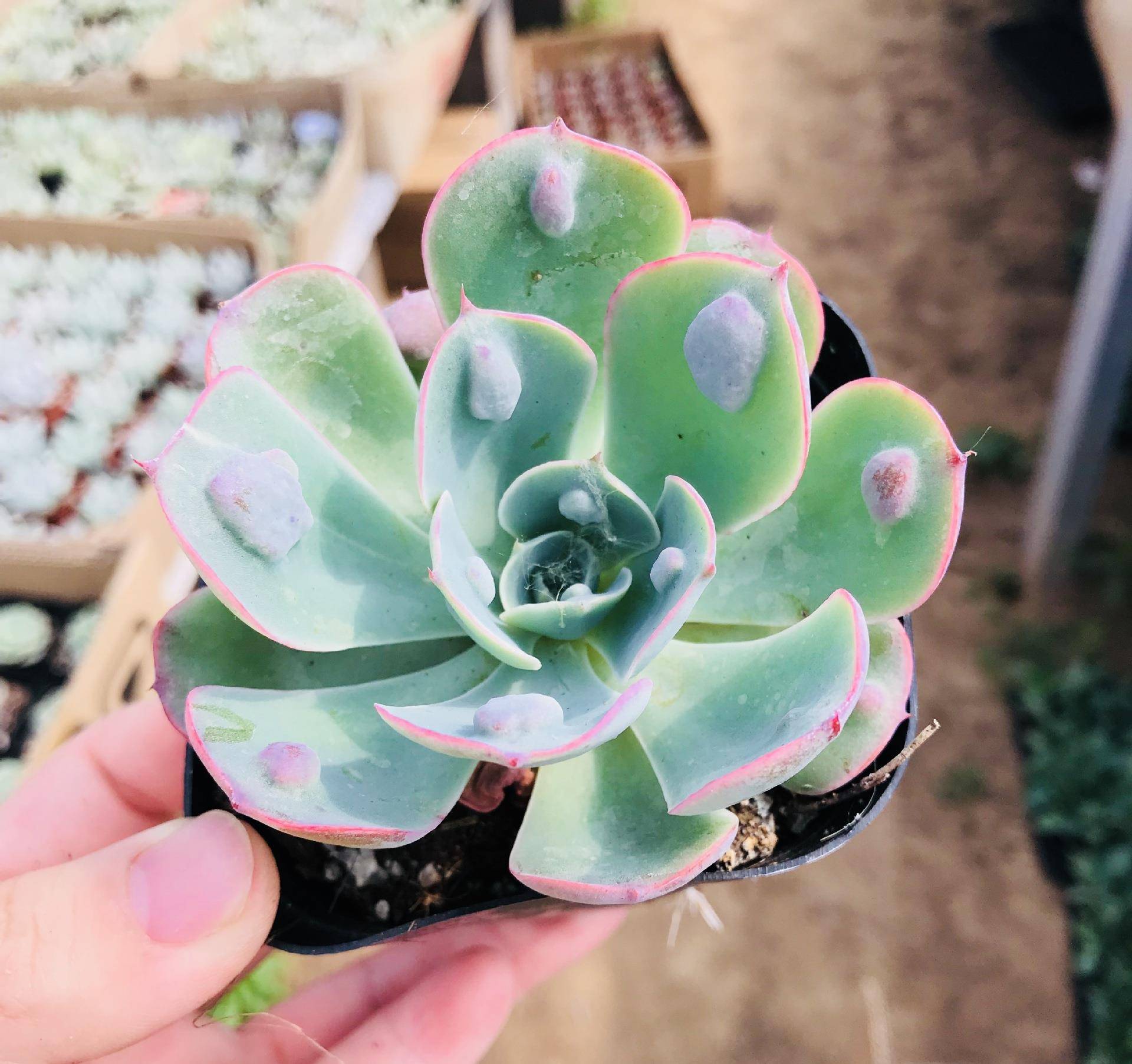 你会在冬季养护多肉雨滴吗?掌握好管理方法,叶片长得鲜艳又肥美