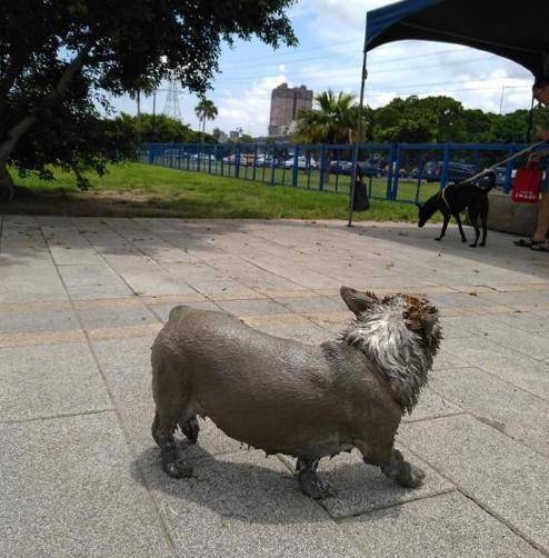 带着|远处的铜狗雕像怎么越看越像自己家狗,走近一看还真是自己的狗!