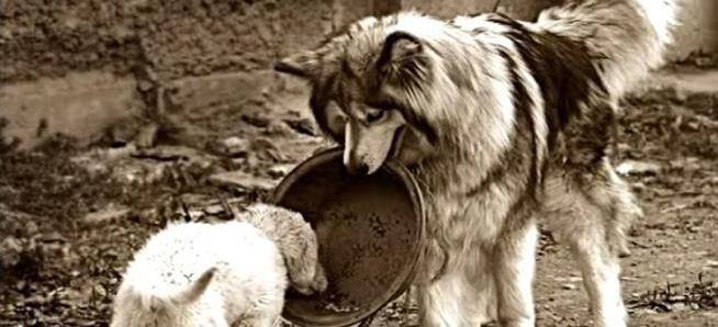 怎么教狗狗叼饭盆 fff1c56da8b54ff09202fa1a42094b8e.jpeg