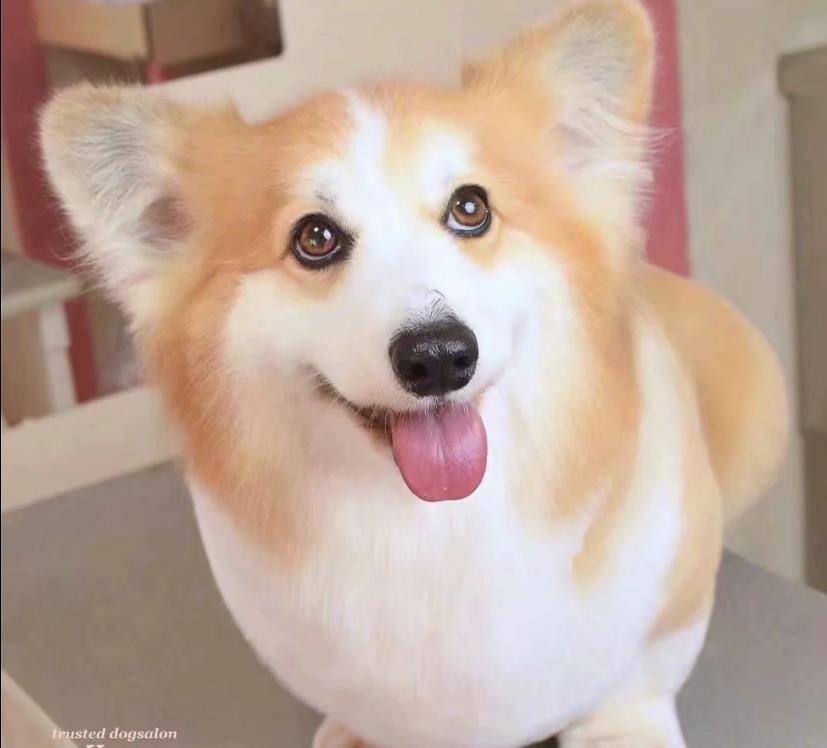 面包|今日一宠｜这个柯基太像面包啦