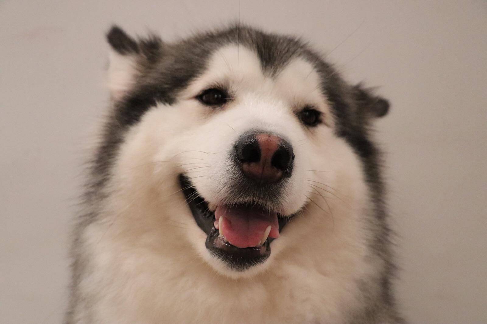 养宠小知识阿拉斯加幼犬反复拉稀
