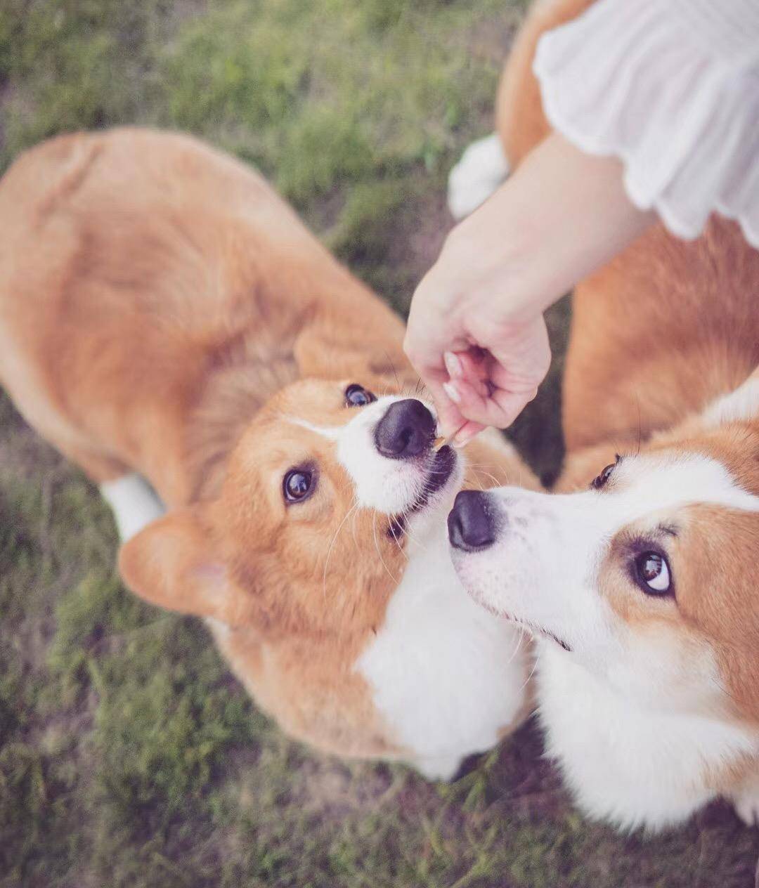 观点评论|ins风宠物写真，养这么多柯基，啥家庭啊家里有矿啊