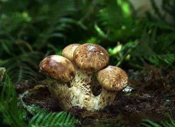 一种“野生植物”,山中稀少,价值珍贵,比灵芝还值钱_孢子