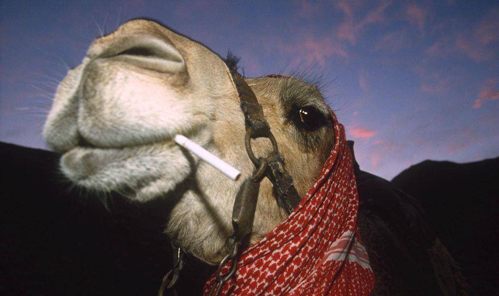 动物吸烟的百态人生!_东方