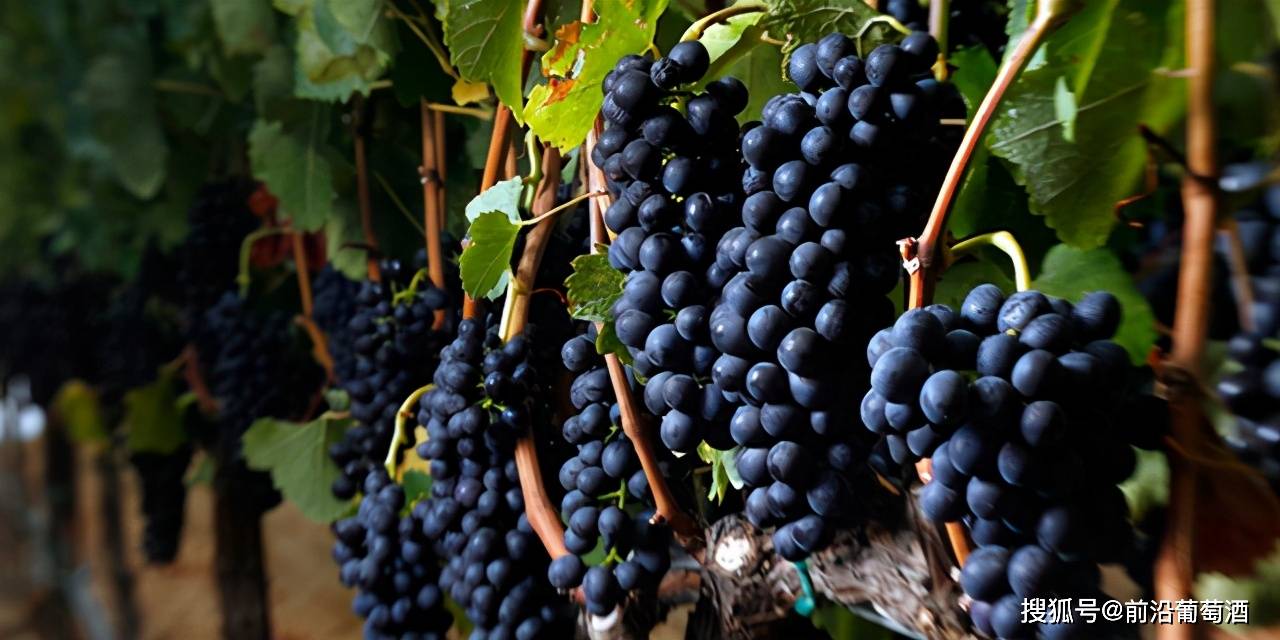 巴罗萨|西拉葡萄酒,科普最常见的100种葡萄酒佳酿之一西拉葡萄酒!