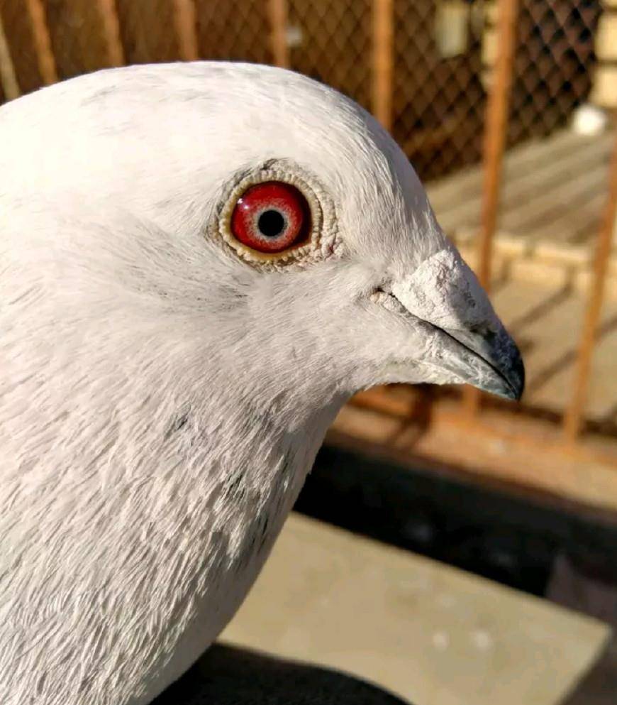 传播|春赛过后信鸽患单眼伤风,如何防止支原体肆虐!