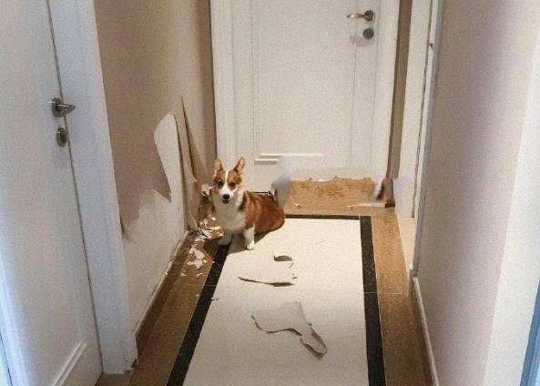 什么|大屁股柯基撕起家来，基本没二哈什么事