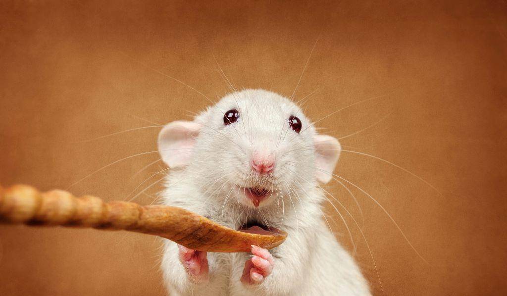 梦境迷踪，解读昨晚梦见一只大老鼠的深层含义