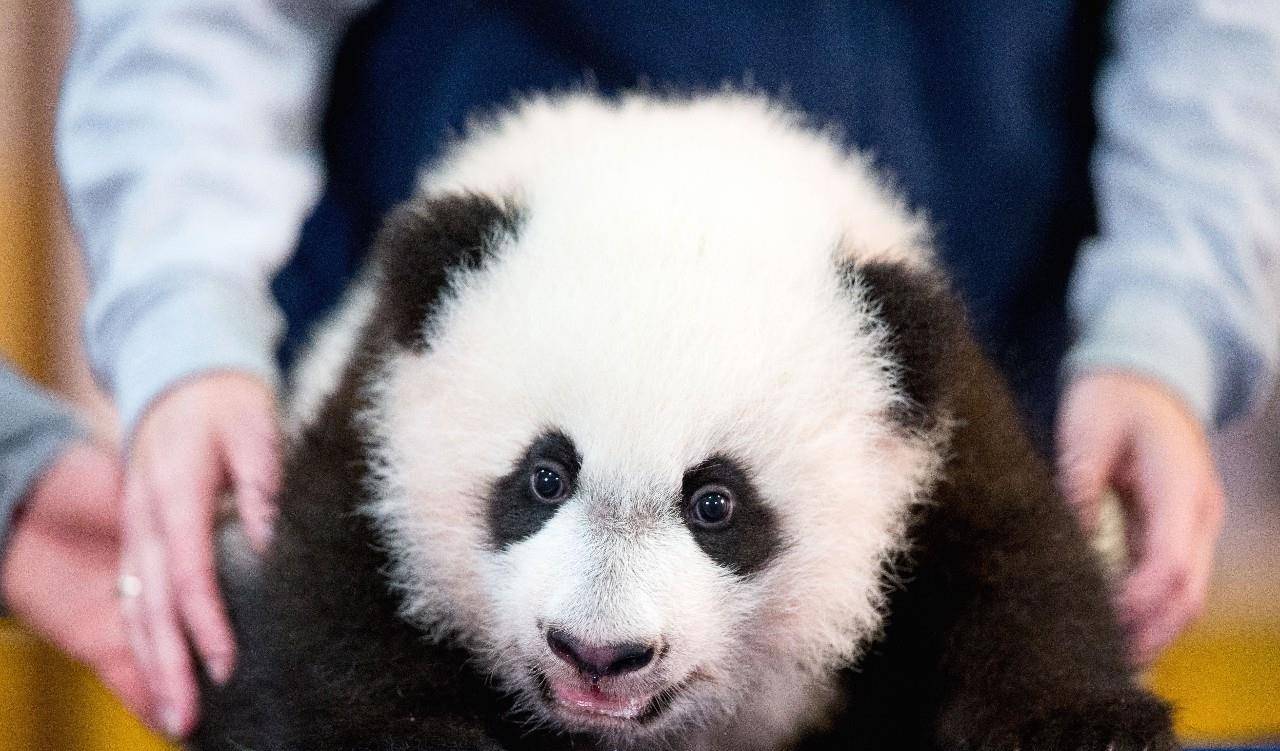 滚滚统治世界!熊猫贝贝萌化美国老外,发布会上打盹大家激动拍照