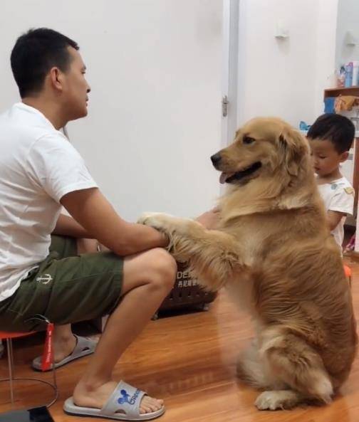 观点评论|眼看宝宝要被主人揍，金毛急中生智做了这件事，这智商我服