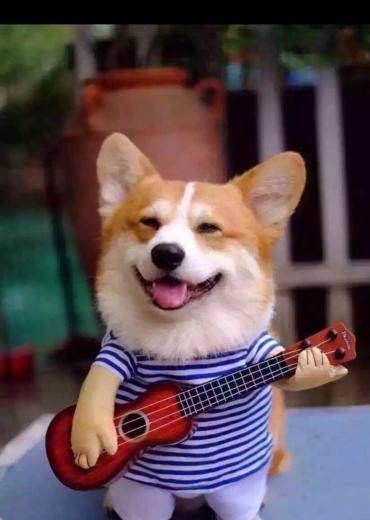 观点评论|一位“养基人”的倾诉——那些年跟柯基的爱恨情仇！