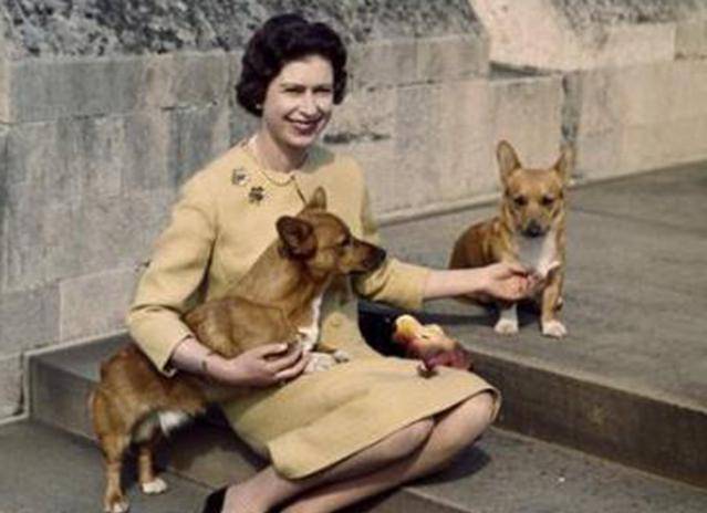 带着|英国女王的柯基都是“戏精”,眼神带戏,姿势抢镜!