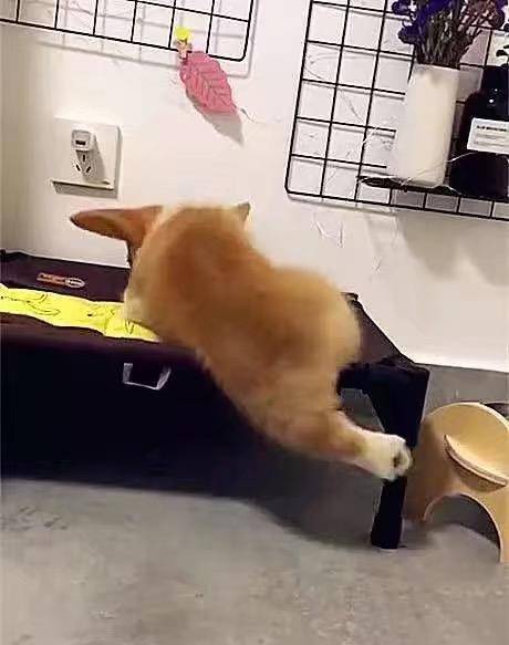 观点评论|网友家的柯基睡个觉太累，朋友给他推荐了一个狗用小翅膀，赞！