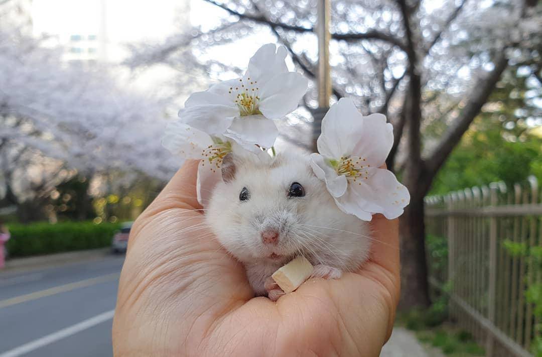 观点评论|一组樱花和仓鼠的合照,春天真好呀