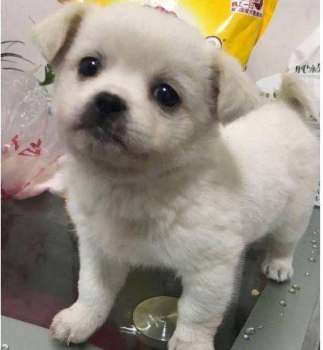 因为|它是我家的幸运儿:被前主人抛弃,流浪在超市旁向人讨食过日子