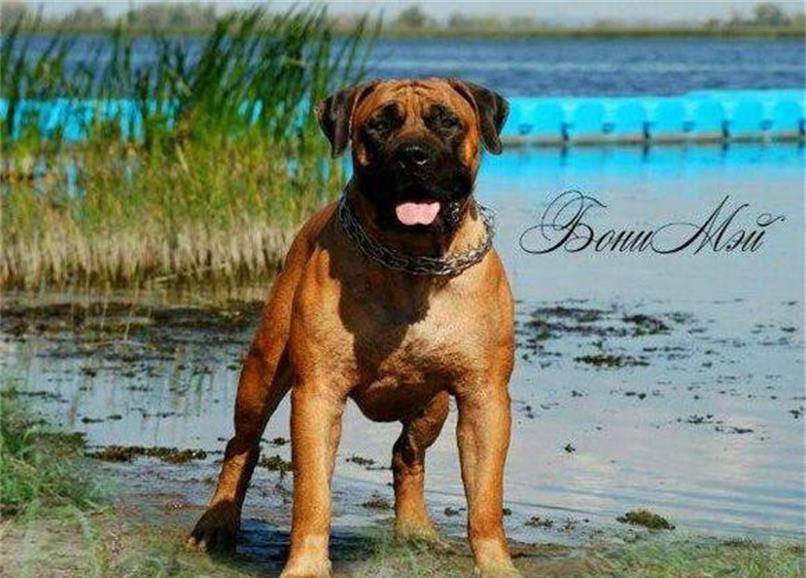 十大恶犬排名_十大恶犬排名介绍图(2)