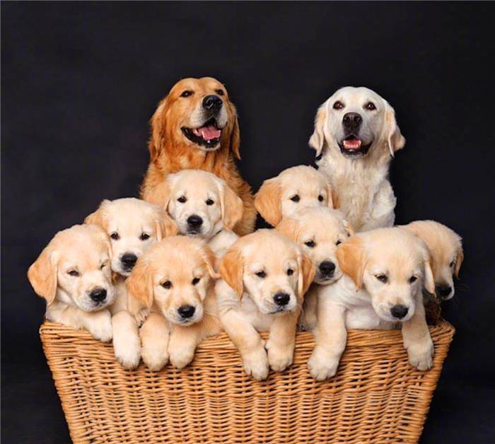 因为|铲屎官被“萌犬”包围，抵御不了狗狗的诱惑！