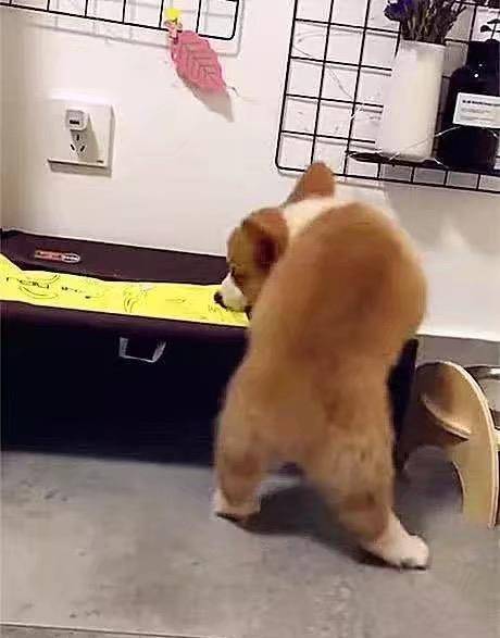 观点评论|网友家的柯基睡个觉太累，朋友给他推荐了一个狗用小翅膀，赞！