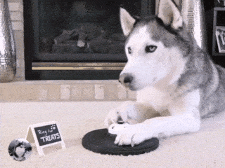 观点评论|网友训练二哈按铃，结果很快就后悔了，感觉二哈停不下来了