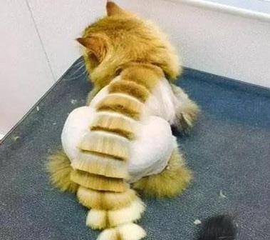 猫咪|主人把二哈剃成驴，把猫咪剃成“哥斯拉”，还给柴犬剃了个背带裤