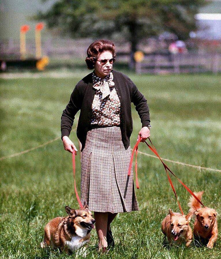 尖儿|英国女王和短腿柯基那些事:开除给狗吃罐头的厨师,亲王吃它的醋