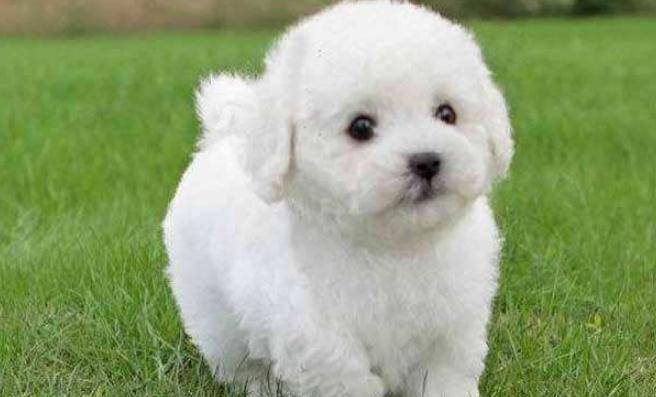 带着|适合家养的5种小型犬，柯基上榜，第五种非常安静