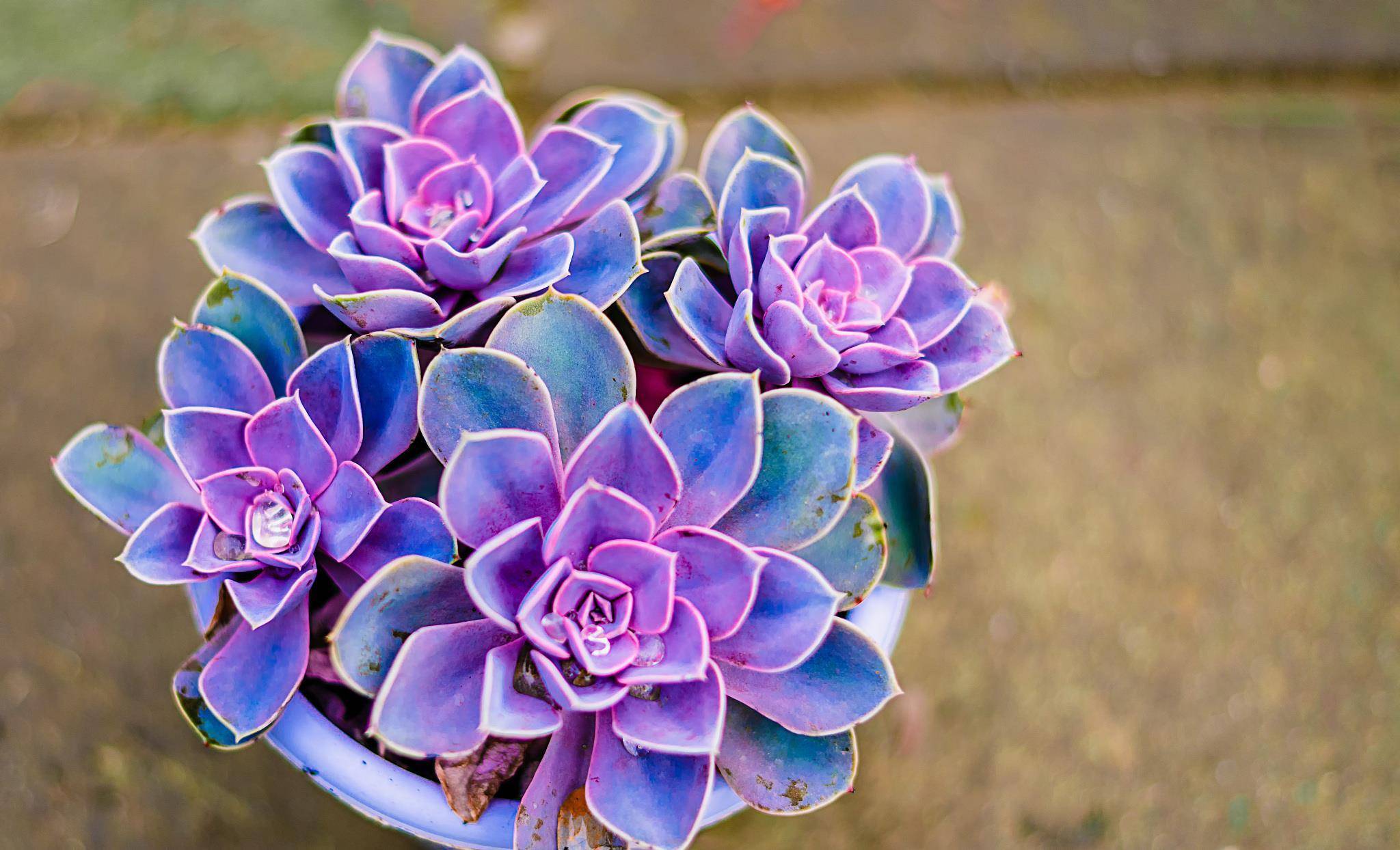 受冻的多肉不用扔掌握两个小方法叶片重新生机活力