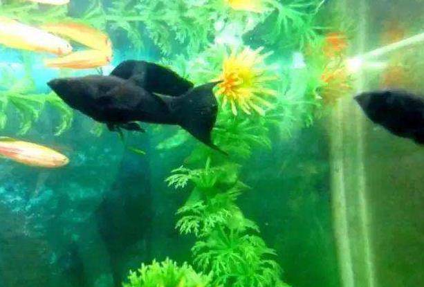 鱼缸水面有油膜和在脏东西 哪些鱼可以清洁 这3类观赏鱼能胜任 龙鱼