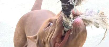 高雄比特犬3咬父女 手险些残废狗狗麻醉后猝死让他们非常难过 强尼