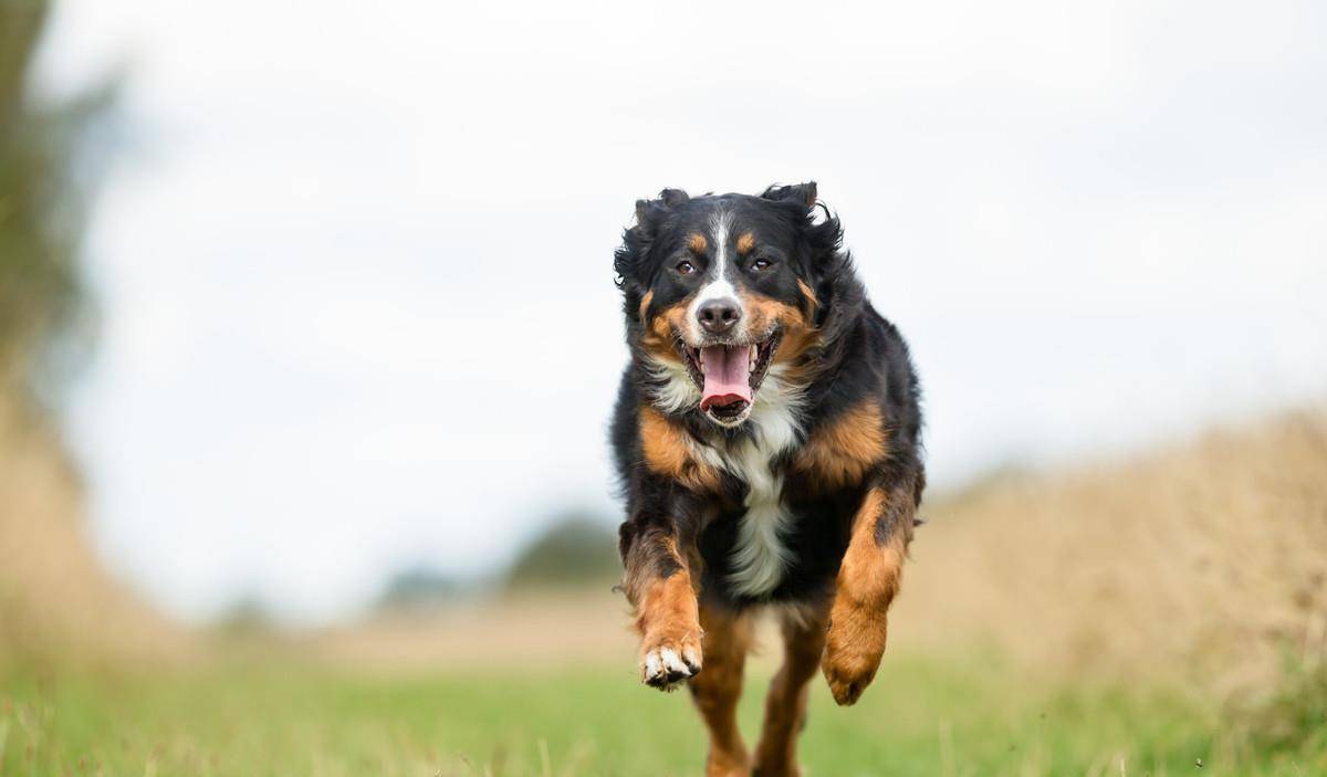 十種平均壽命較短的犬種想要它們陪主人更久恐怕它們也做不到