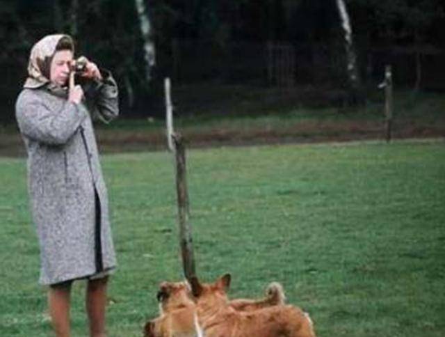 带着|英国女王的柯基都是“戏精”,眼神带戏,姿势抢镜!