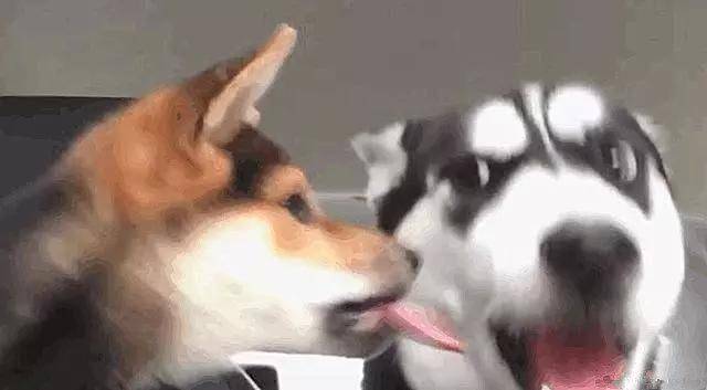 柴犬和二哈初次見面, 柴犬太熱情不斷送上香吻, 二哈嫌棄到翻白眼 萌趣萌寵 第2张